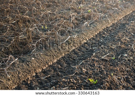 Close-up of a potato field exactly on the diagonal separation between the harvested area and the area to be harvested with the withered potato foliage. The picture was taken when the sun was low.