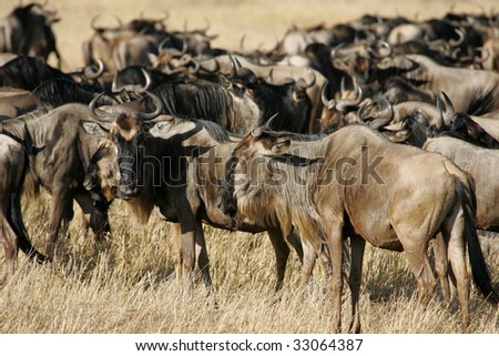 Migrating Wildebeest in the Masai Mara