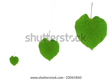 Three leaf blank