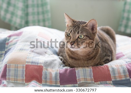 resting cat on a sofa in colorful blur background
