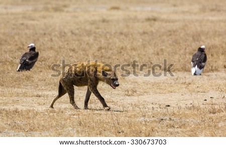 Spotted Hyena at Ngorongoro crater