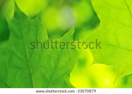 Green maple leaves in a sunlight