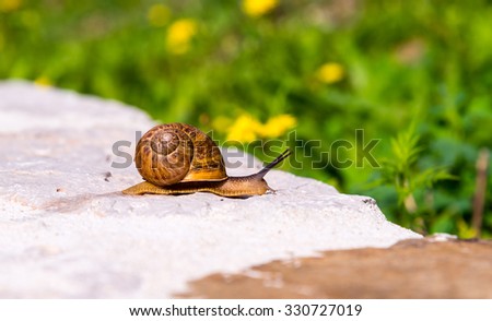 snail crawling along a wall