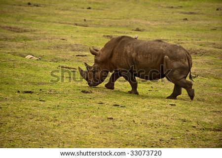 A rhinoceros walking in savannah