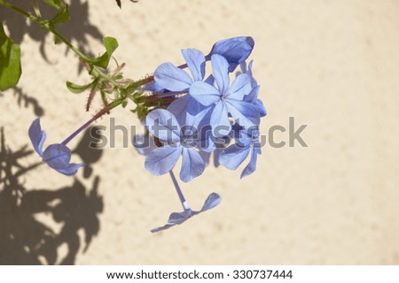 Emilia flower