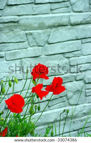 Close up of common poppies on the wall background