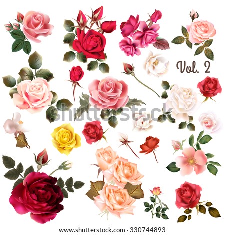 Mega collection of vector  high detailed realistic rose flowers on white for design