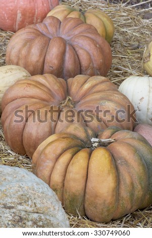 Autumn, Thanksgiving, Halloween Pumpkins