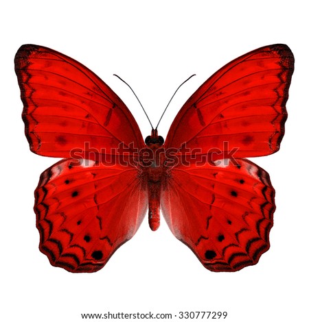 Beautiful Red butterfly upper wing profile isolated on white background