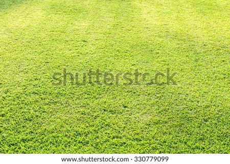 Green lawn in the park.
