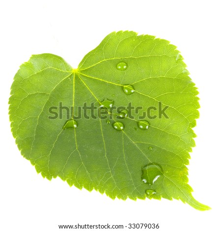 green leave isolated