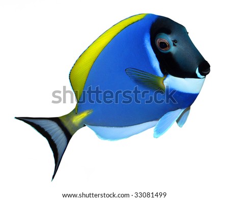 Tropical reef fish - Surgeonfish - Zebrasoma - isolated on white background