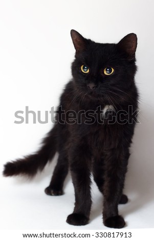 Black cat on white background 