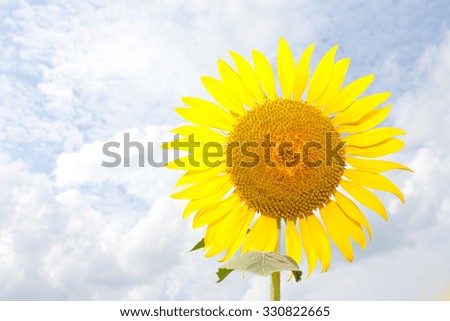 Close up of sun flower