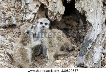 Baby Meerkats looking at the camera