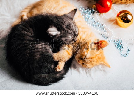 cat kitties christmas  