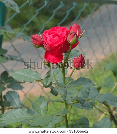 Red rose among rose buds