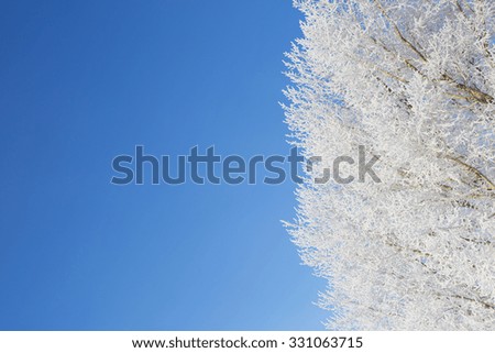 Frozen trees and branches . Beautiful white winter. Blue sky.