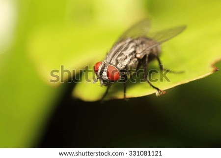 Fly insect live in the garden and house 