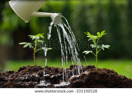 Sprouts watered from a watering can Royalty-Free Stock Photo #331100528