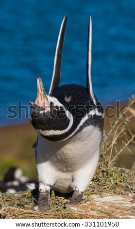 Magellan penguin nesting. Funny pictures. Argentina. Peninsula Valdes. An excellent illustration.