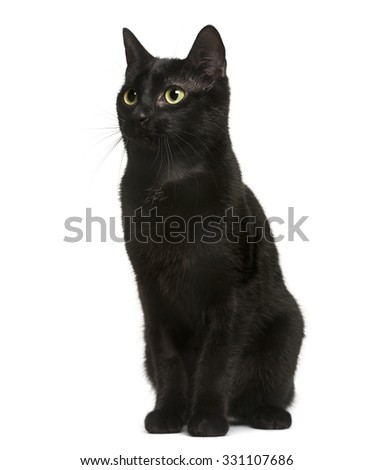 Black cat sitting in front of white background