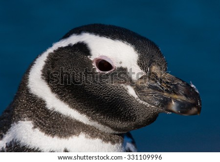 Portrait of Magellanic penguins. Close-up. Argentina. Peninsula Valdes. An excellent illustration.