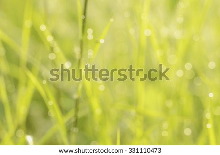 Natural green blurred background under sunshine