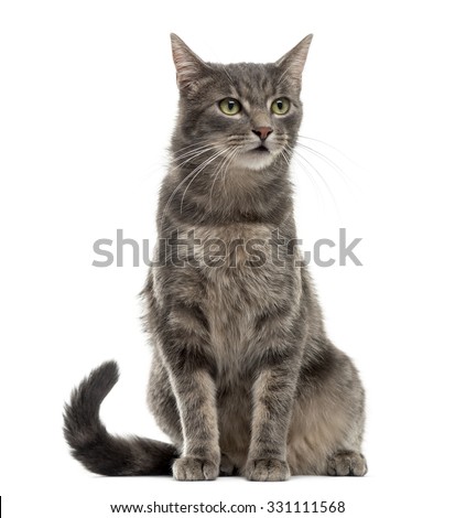 Cat sitting in front of a white background