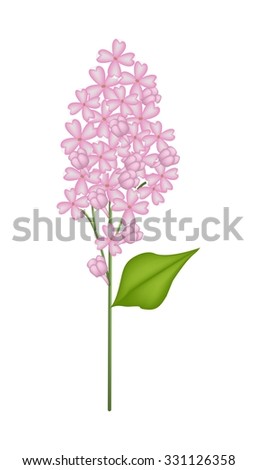 Beautiful Flower, Illustration of Pink Lilac or Syringa Vulgaris with Green Leaves Isolated on Transparent Background.
