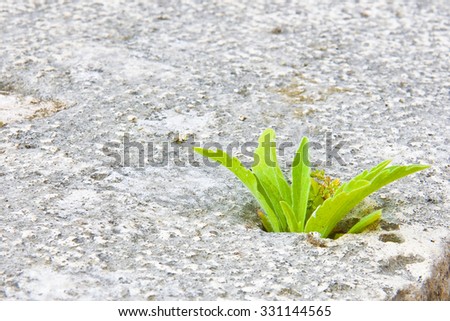 Plant of grass taking root in a crack of a stone wall