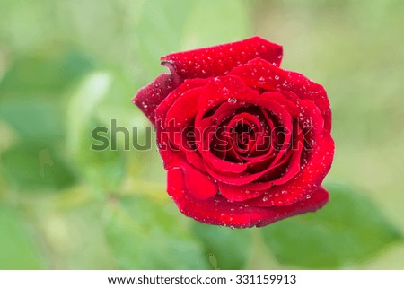 red rose with water drops in my garden,select focus