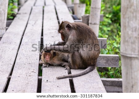 Monkey checking parasite for its mate.