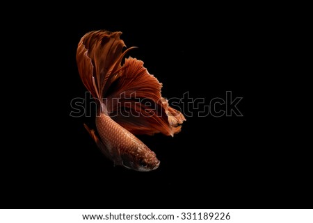 Red Siamese Fighting Fish dancing on black background