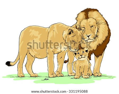 Hand drawn realistic vector illustration of a family of lions, isolated on white background   
