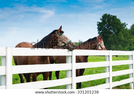Horses wearing fly masks in summer at horse farm. Royalty-Free Stock Photo #331201238