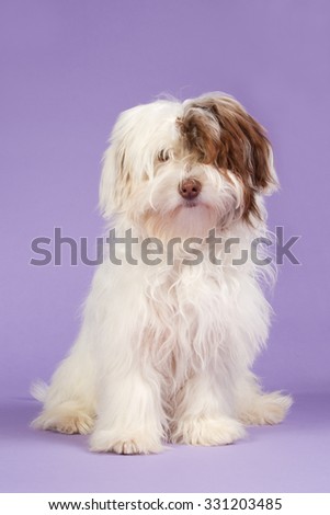 Cute boomer puppy with a purple background