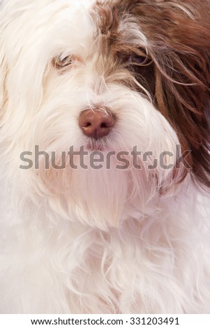 Close-up of a white with brown boomer puppy