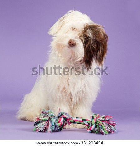 Cute boomer puppy with a coloured toy on a purple background