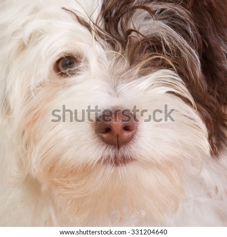 Close-up of a cute white with brown boomer puppy