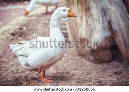 white bird duck goose poultry yard spring summer