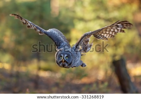 very nice picture with flying Great Grey Owl