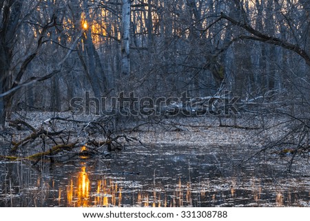sunset over a forest swamp