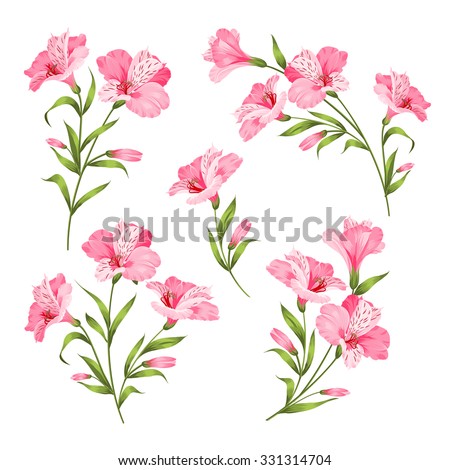 Alstromeria pink branch isolated on white. Beautiful alstroemeria collection for your personal design. Flower branches set. Vector illustration. Royalty-Free Stock Photo #331314704