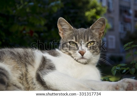 Green eyed Cat posing for a portrait