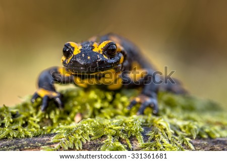 The threatened Fire salamander (Salamandre salamandre) lives in central European deciduous forests and are more common in hilly areas.