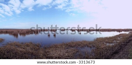 lake scape with grass