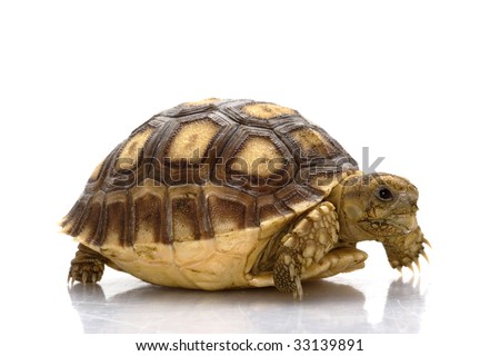 African Spurred Tortoise (Geochelone sulcata) isolated on white background.