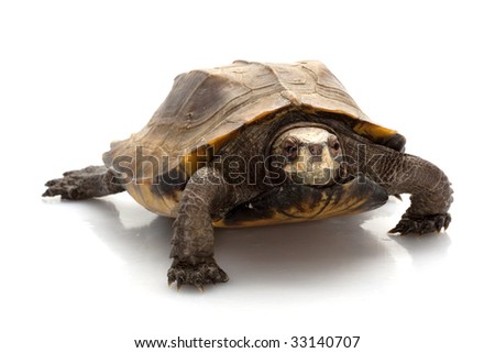 Jagged shell box turtle (Pyxidea mouhotii mouhotii) isolated on white background.