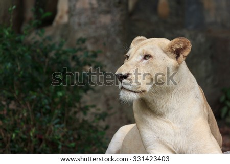 head of albino female lion